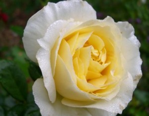 IRISH HOPE (floribunda)